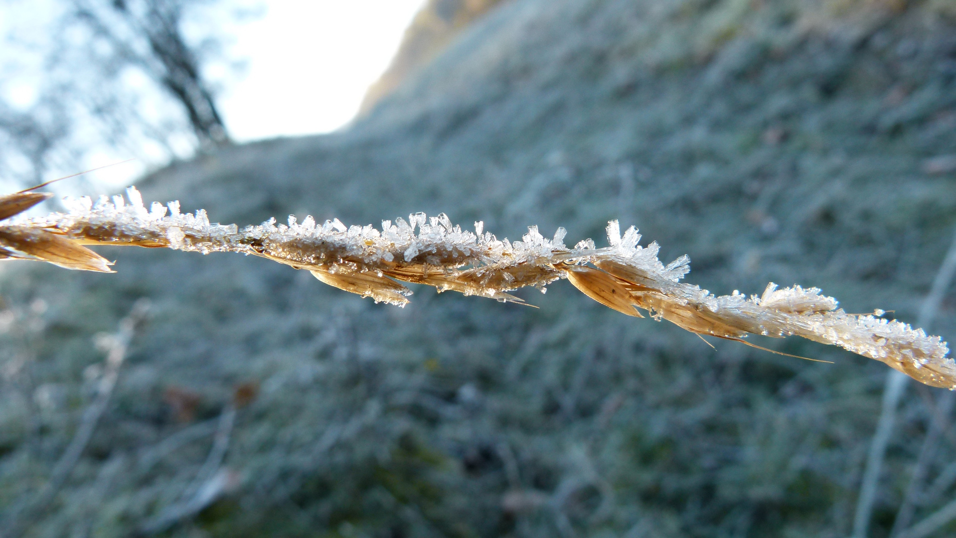 Der erste Frost....