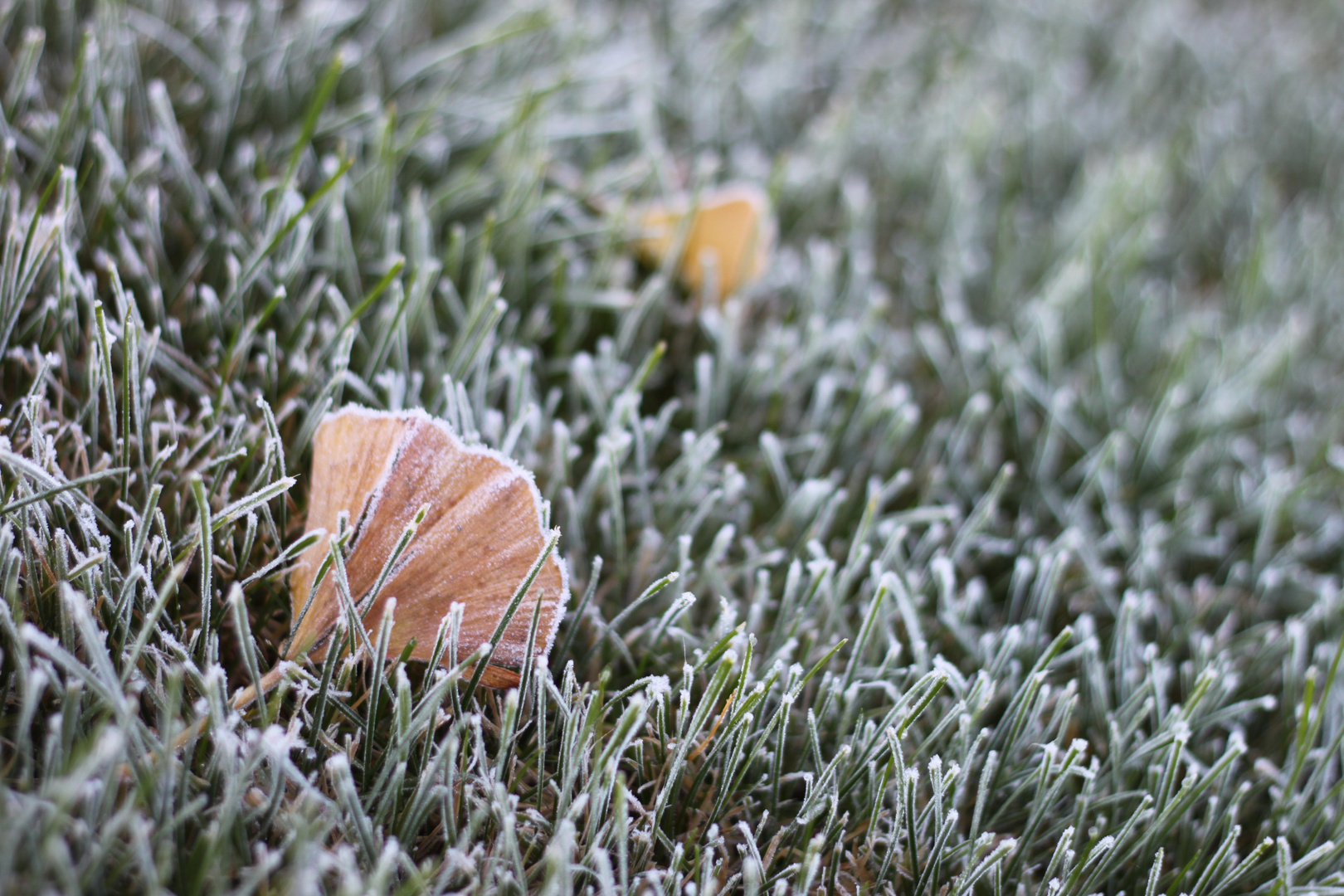 Der erste Frost...