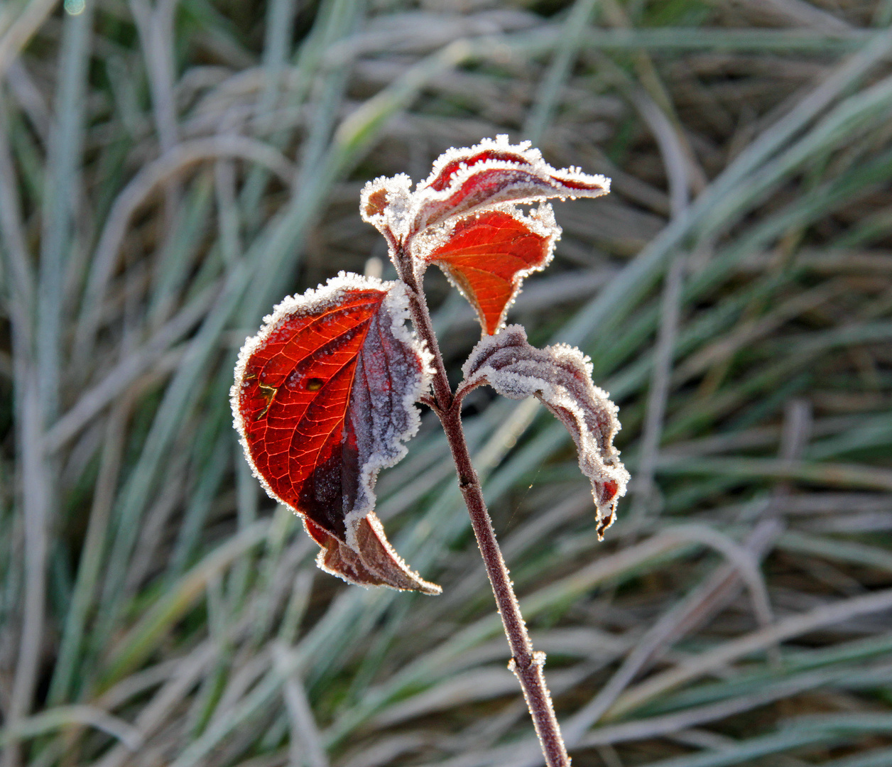 der erste Frost