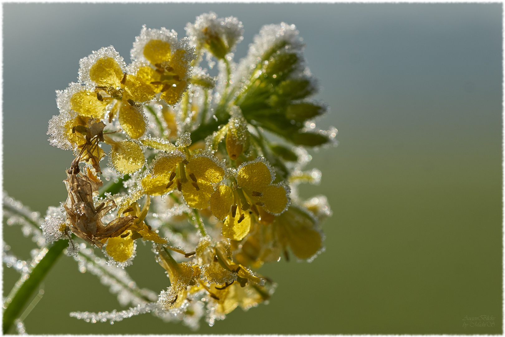 Der erste Frost