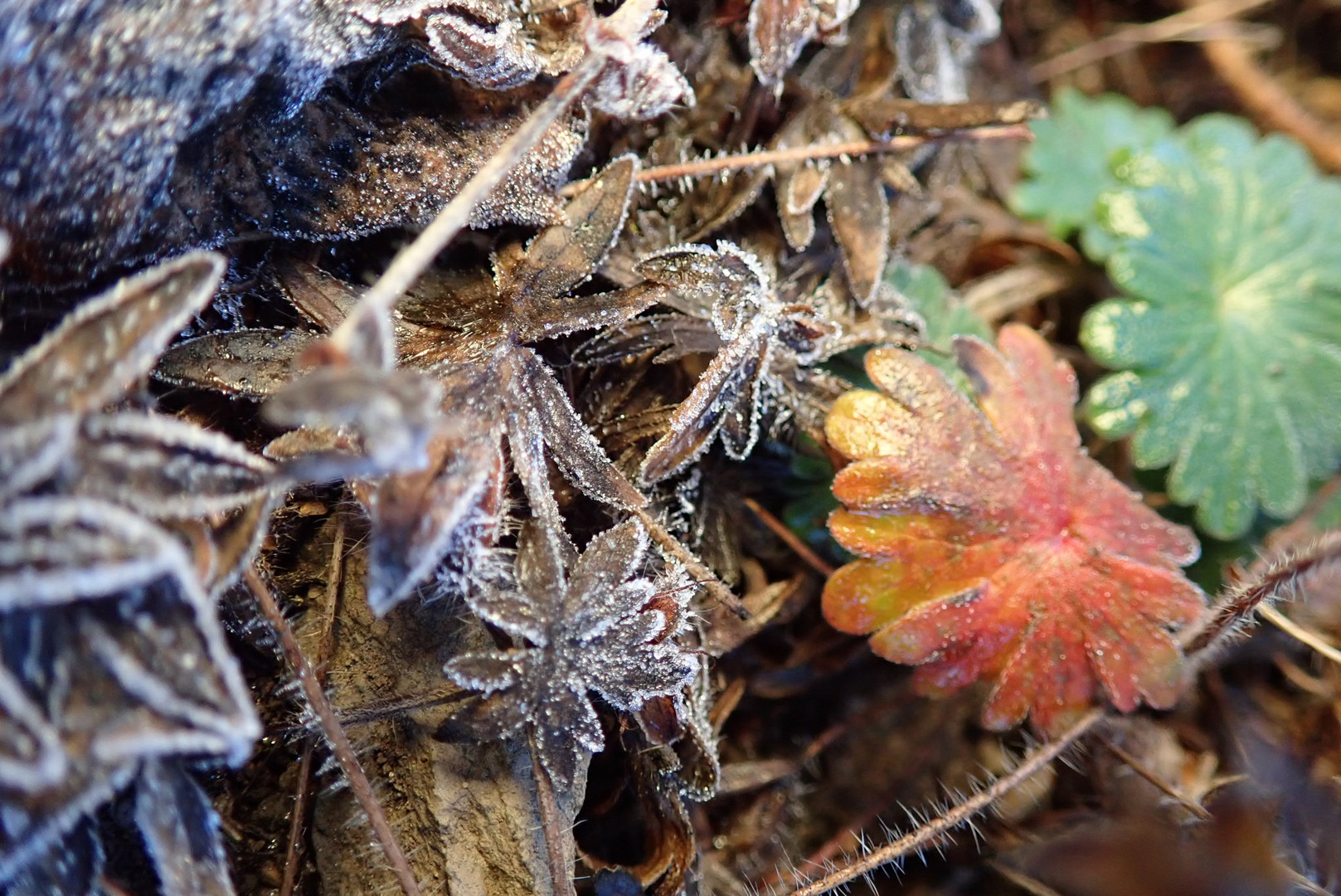 Der erste Frost 