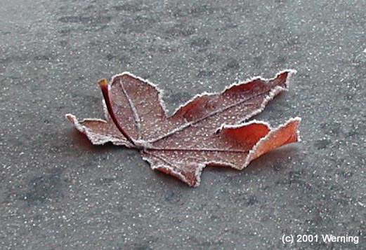 Der erste Frost