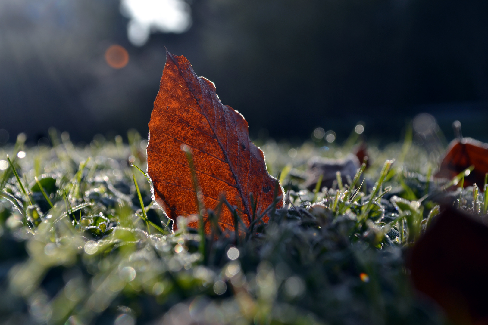 Der erste Frost