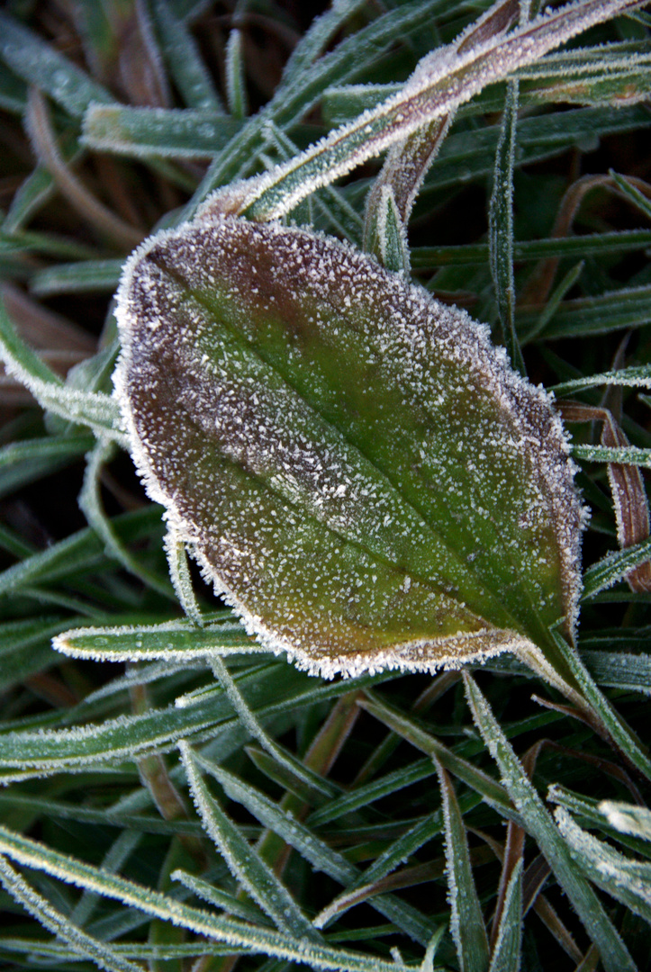 Der erste Frost