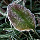 Der erste Frost