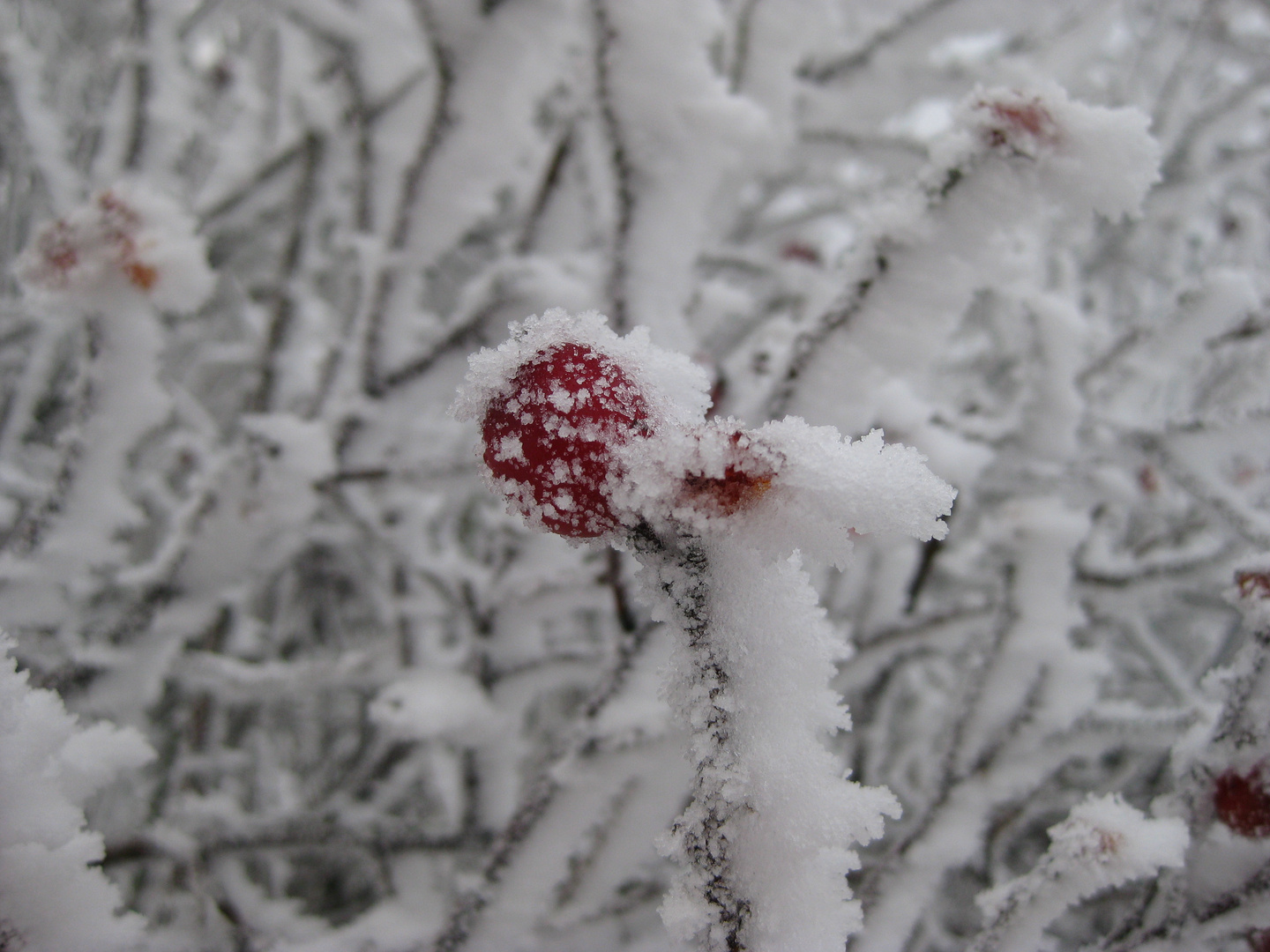 der erste frost