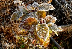 Der erste Frost des Jahres