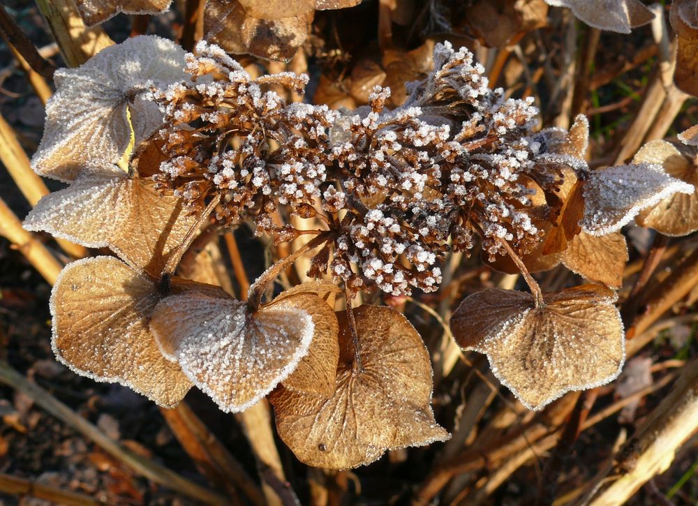 Der erste Frost des Winters (1)