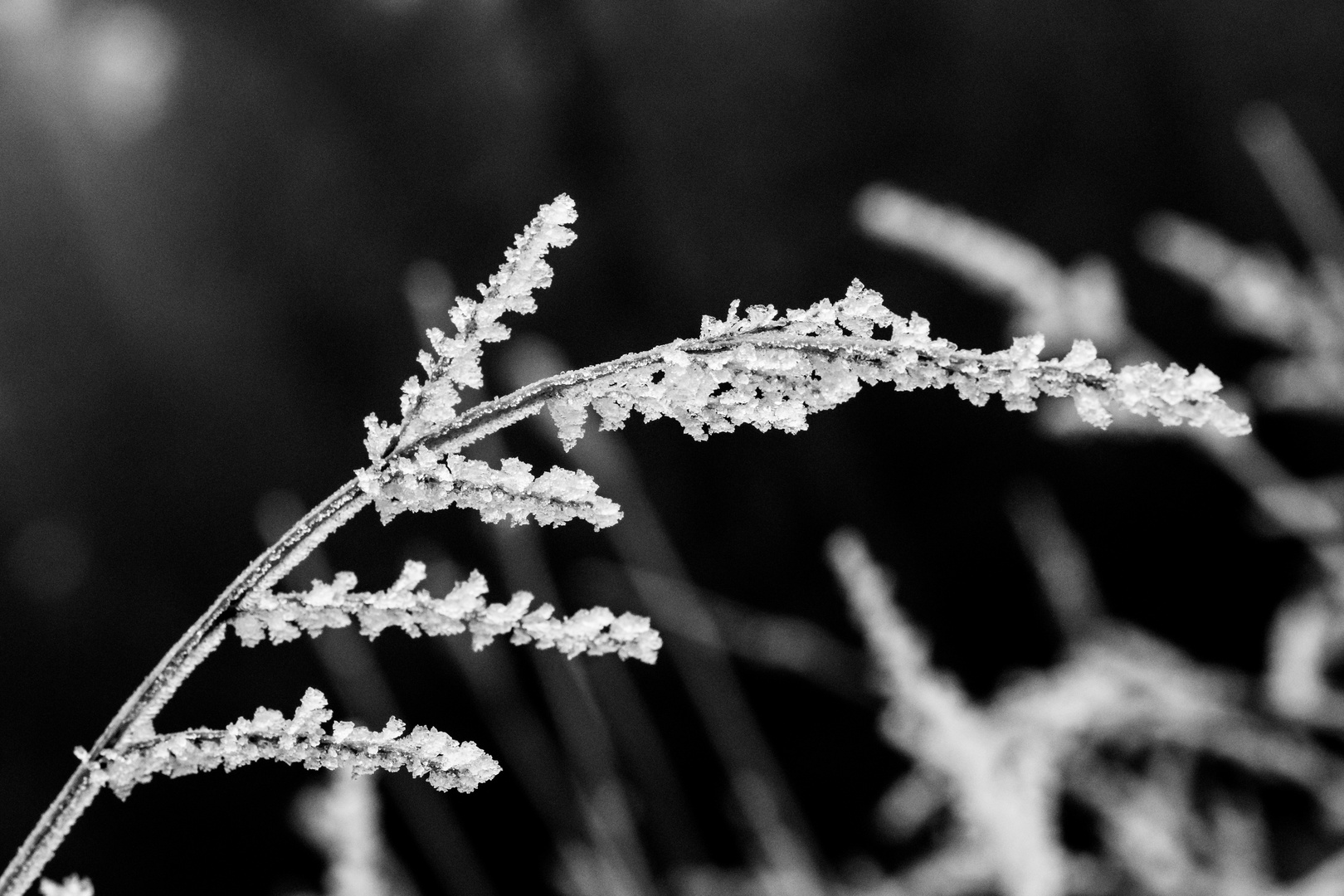 Der erste Frost des Winters