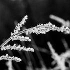 Der erste Frost des Winters