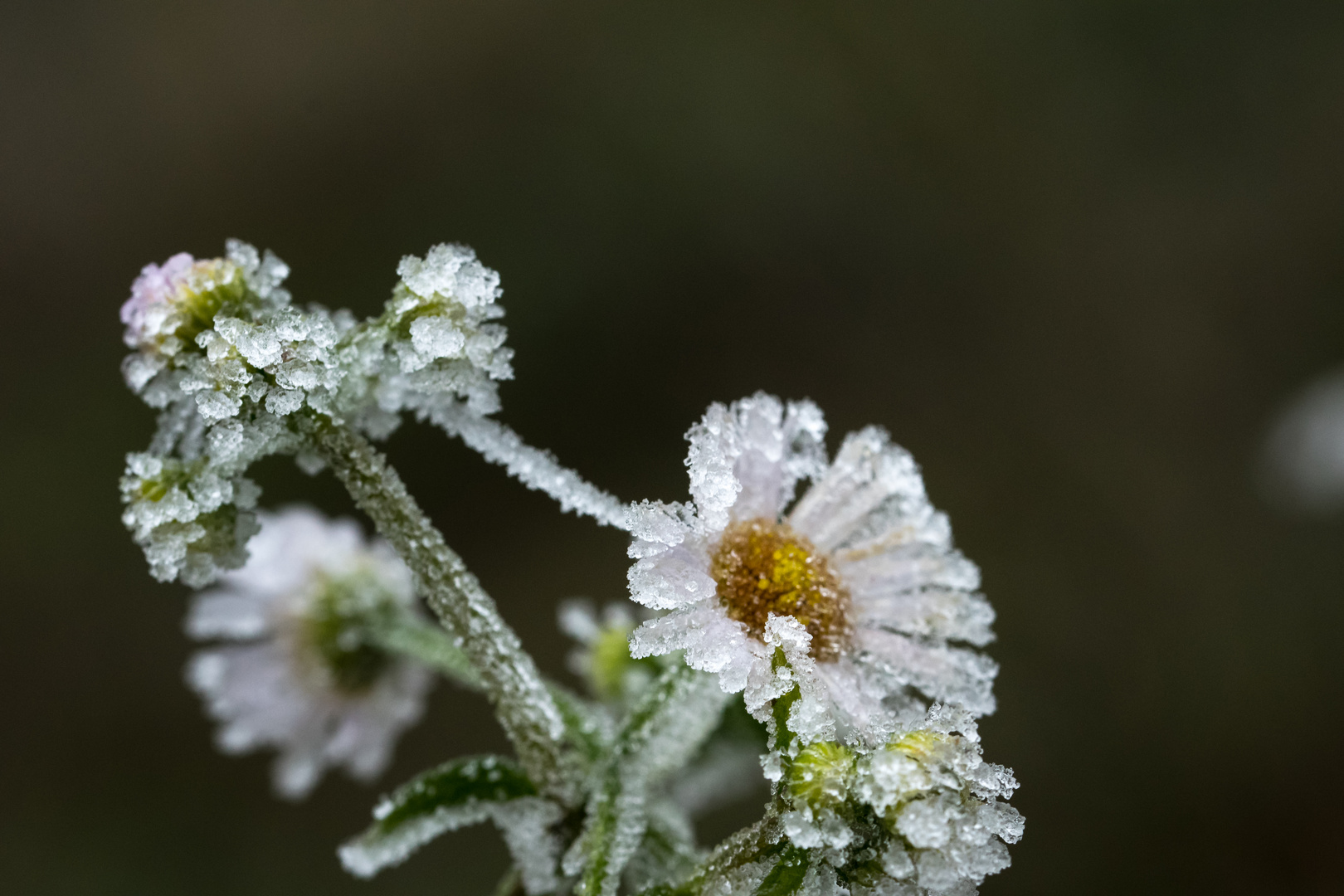 Der erste Frost des Winters