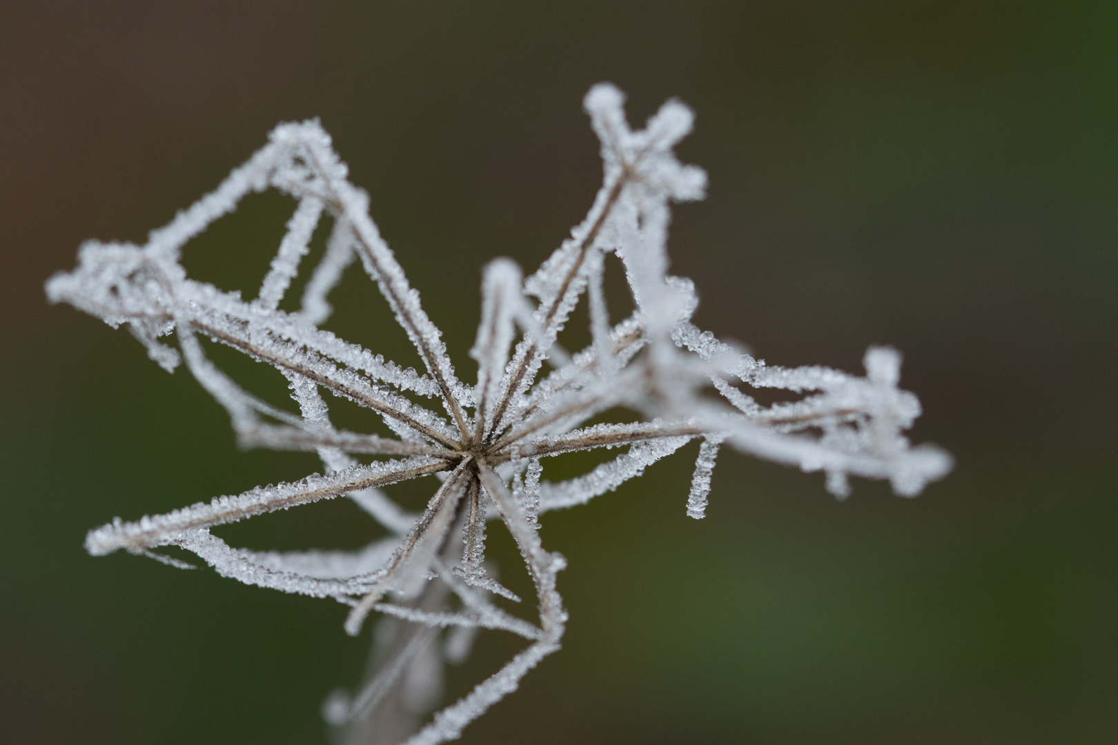 Der erste Frost des Winters