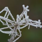 Der erste Frost des Winters