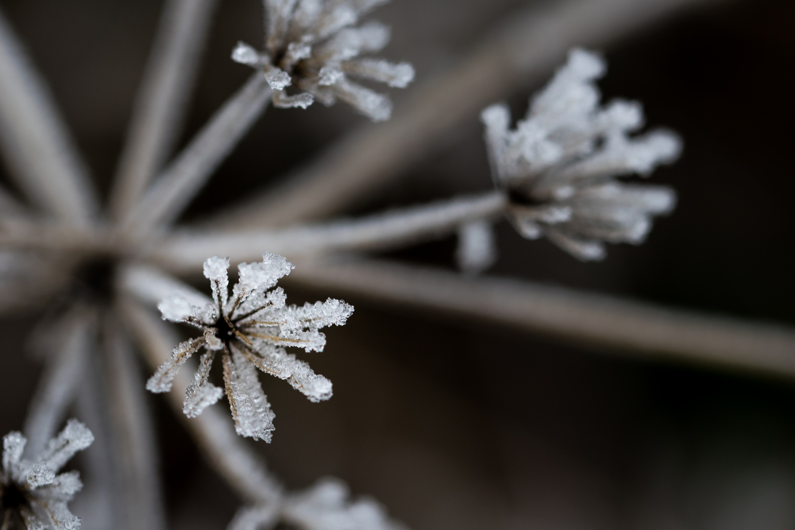 Der erste Frost des Winters