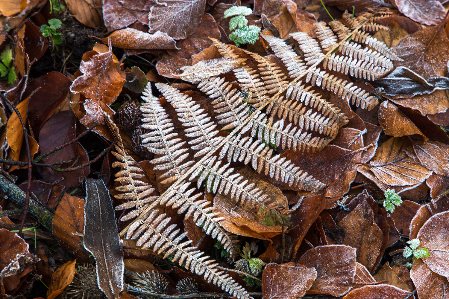 Der erste Frost