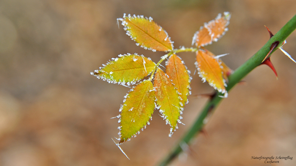 Der erste Frost...