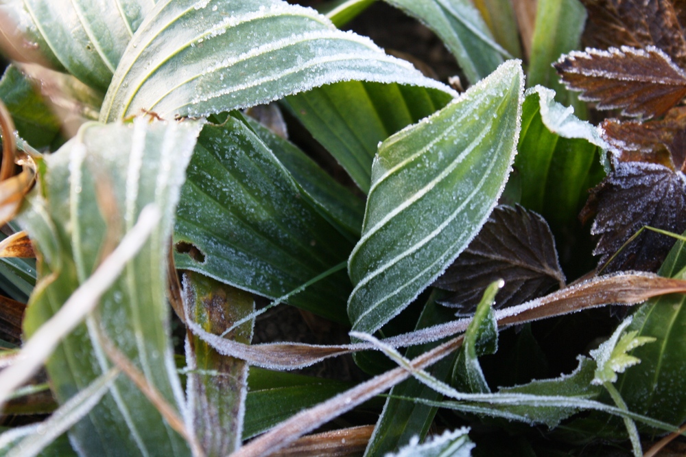 Der erste Frost