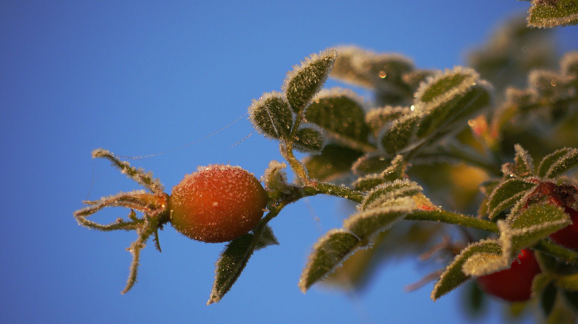 ...der erste Frost....