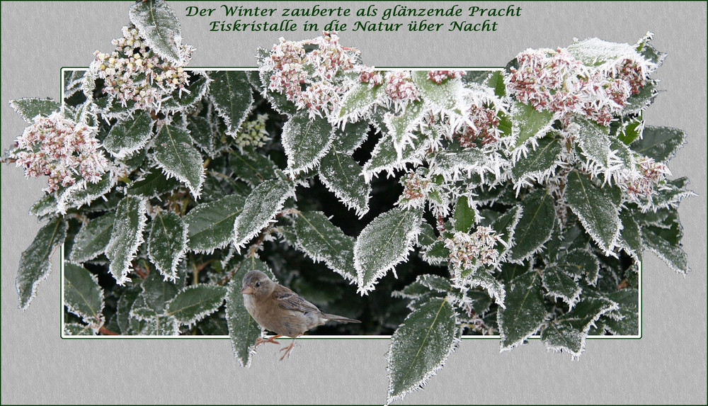 DER ERSTE FROST