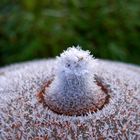 Der erste Frost II