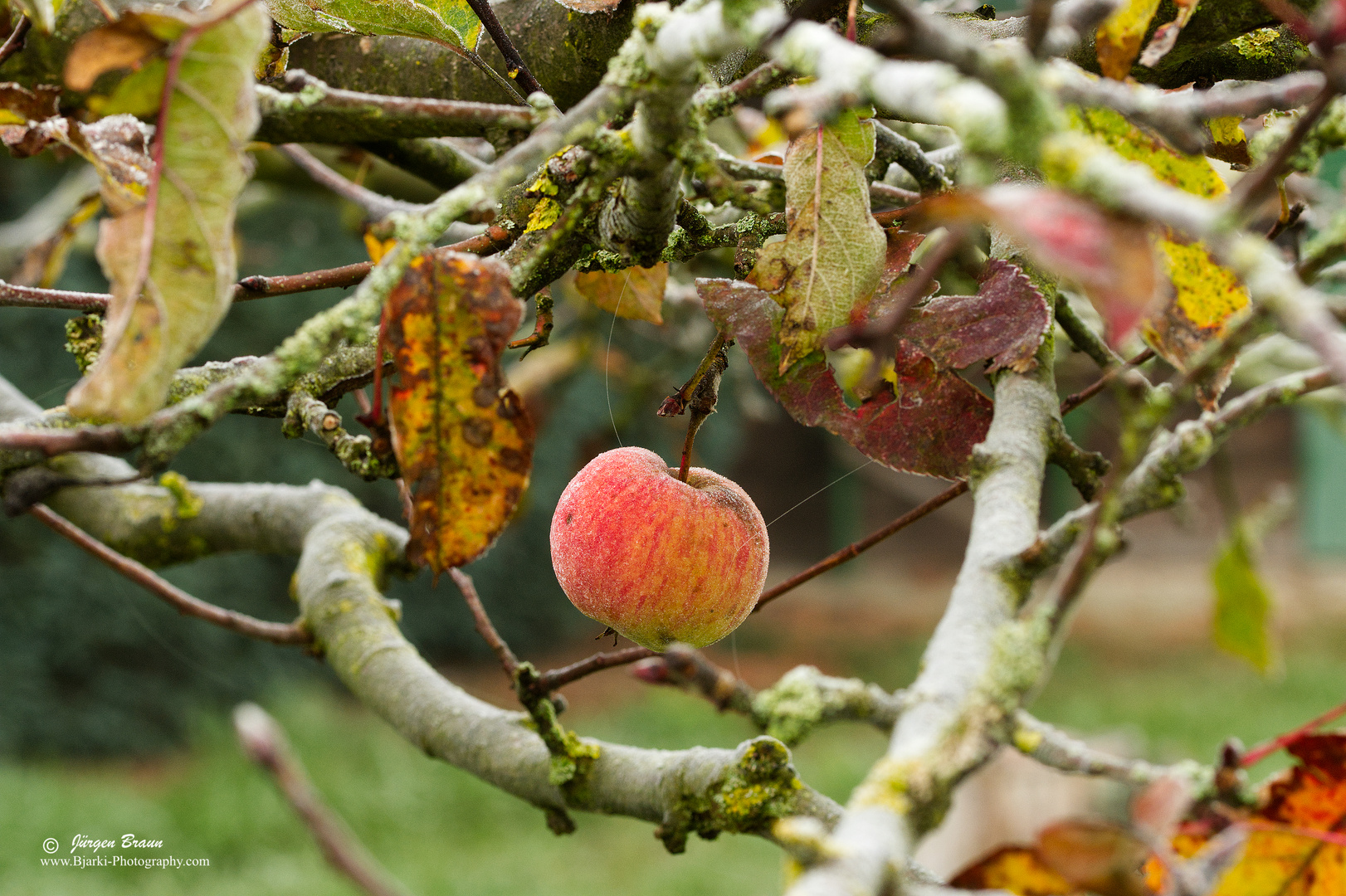 Der erste Frost im Apfelbaum