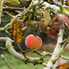 Der erste Frost im Apfelbaum