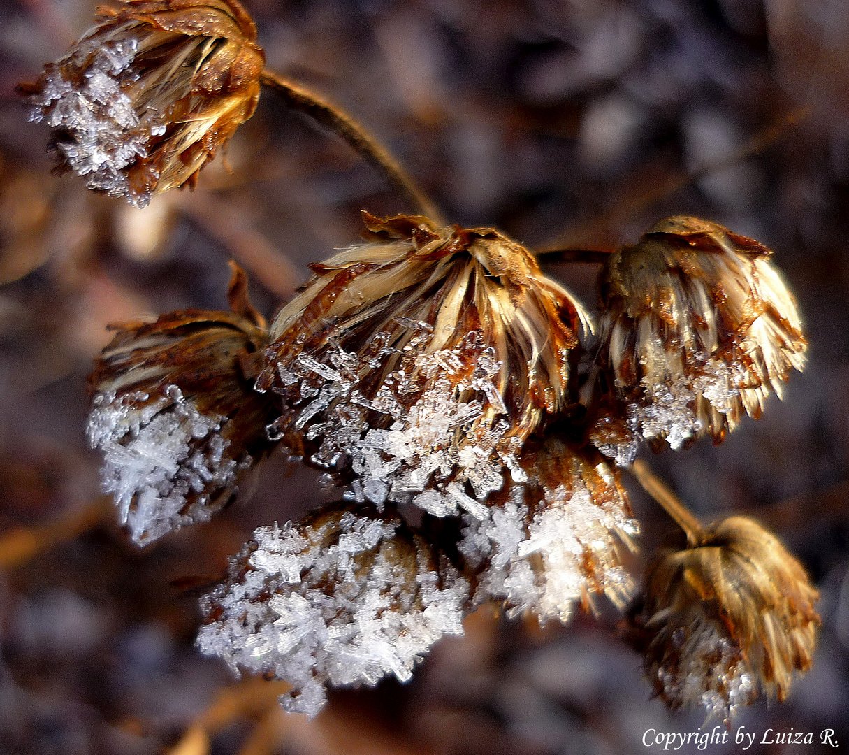 Der erste Frost im Dezember....