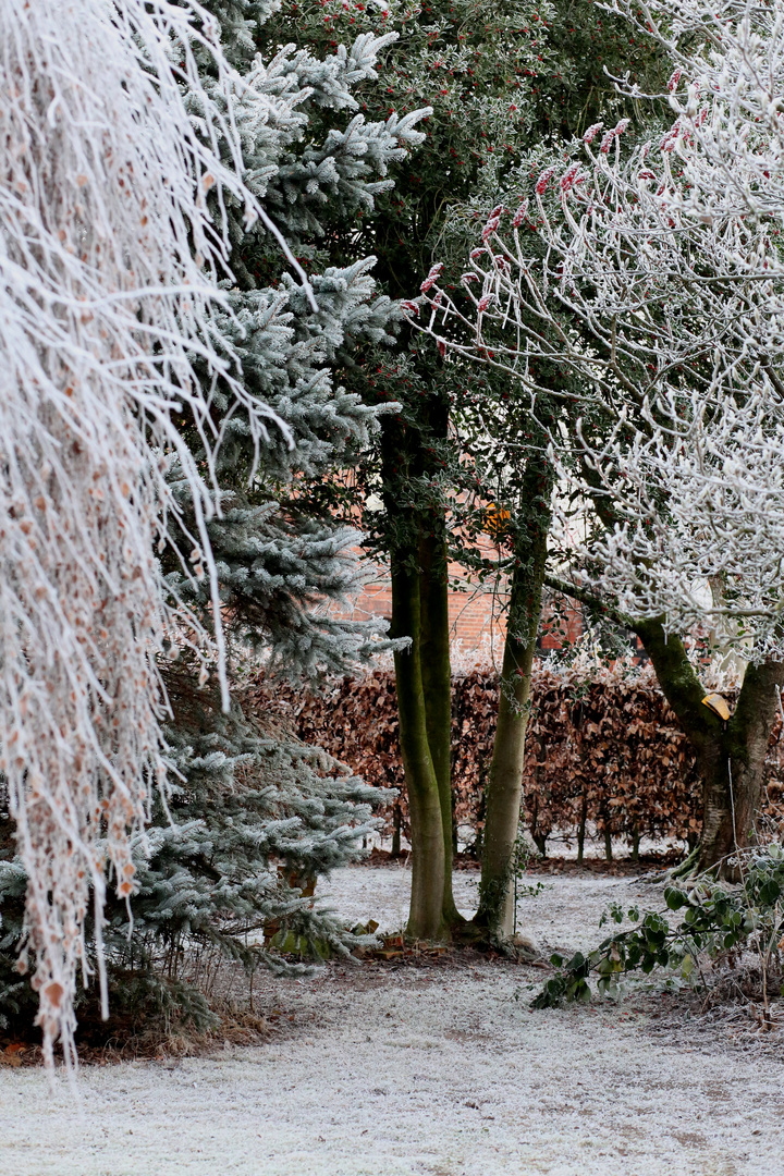 Der erste Frost im Garten Foto & Bild landschaft, kultur, natur