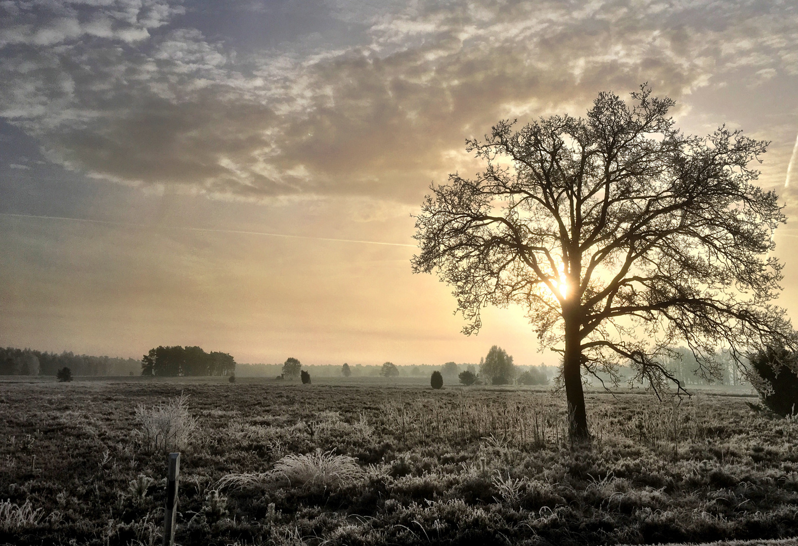 Der erste Frost in der Heide