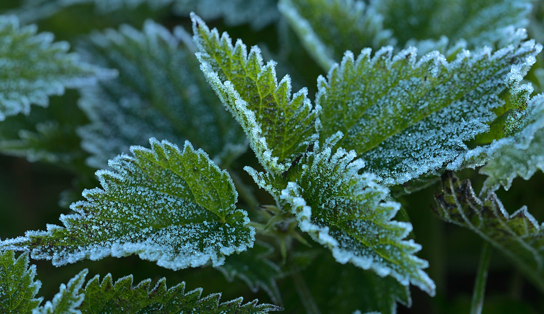 Der erste Frost in diesem Herbst