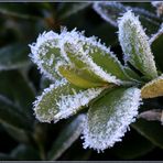 Der erste Frost in Mittelfranken