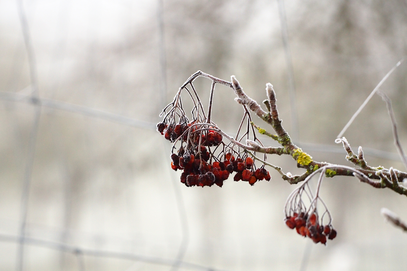 Der erste Frost ist da