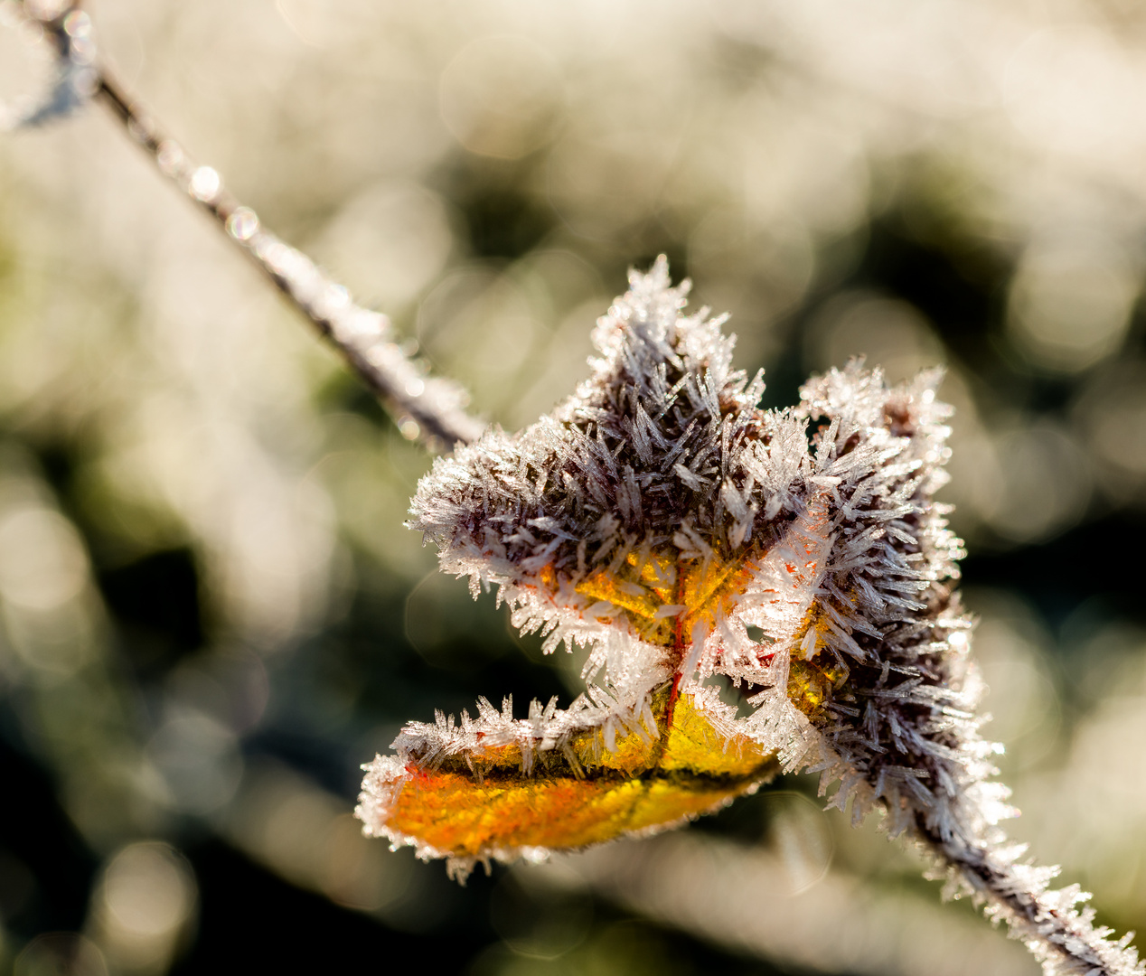 DER ERSTE FROST MACHTE SIE NOCH SCHÖNER