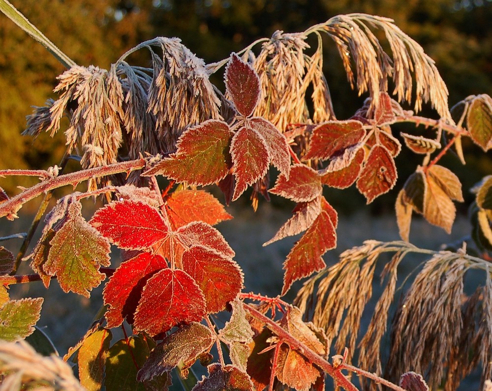 Der erste Frost und die Herbstfarben ....