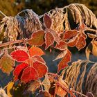 Der erste Frost und die Herbstfarben ....