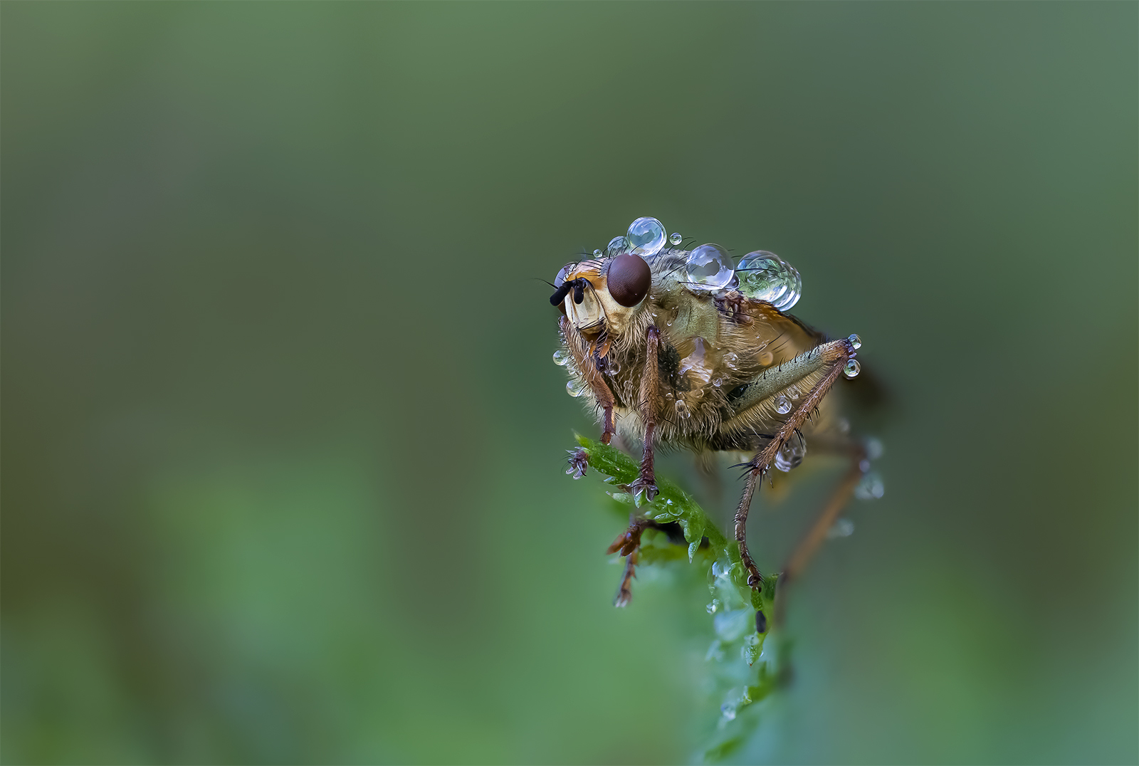 "Der erste Frost........III"