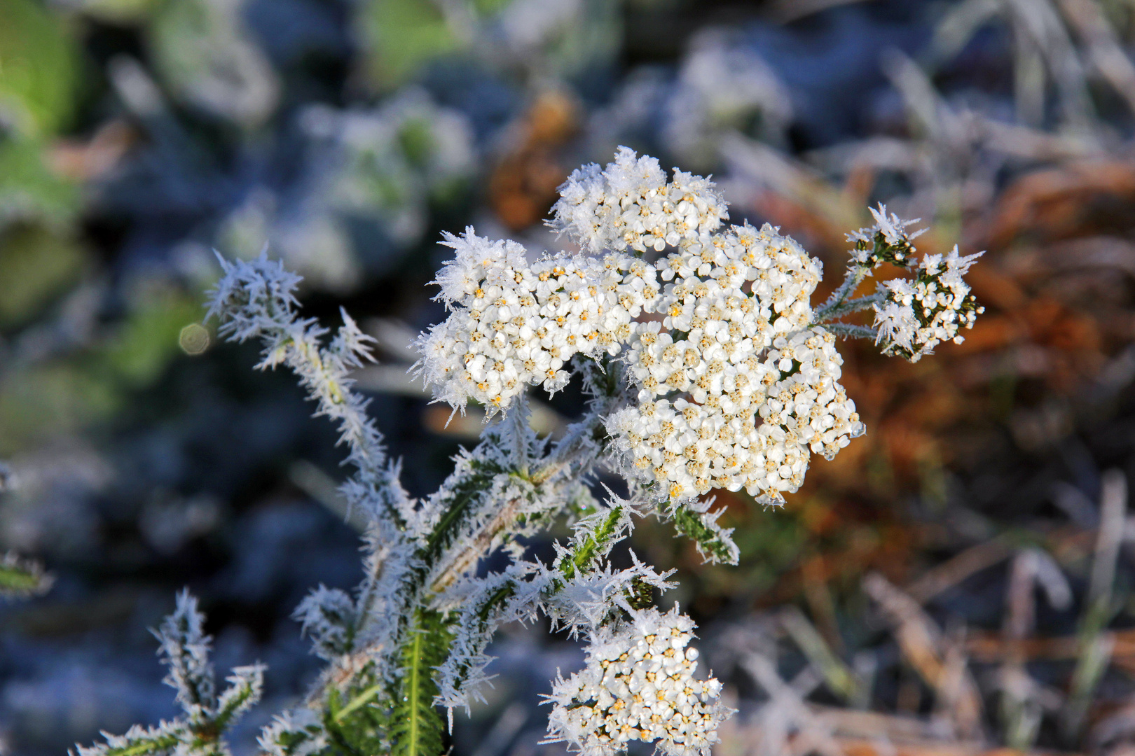 der erste Frost....zum 2.