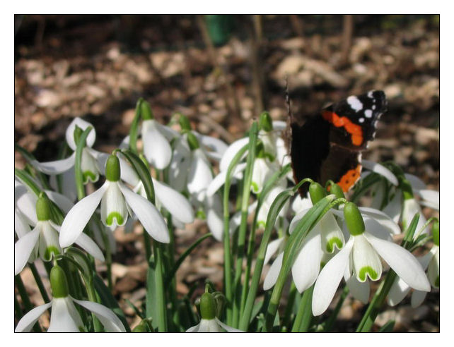 Der erste Frühling