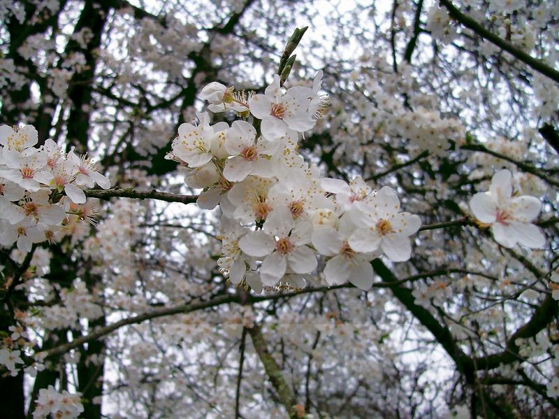 der erste frühling