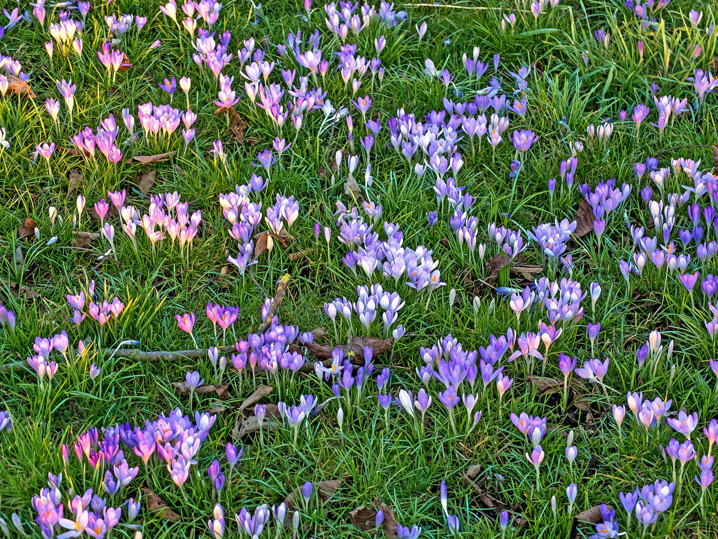 der erste Frühling