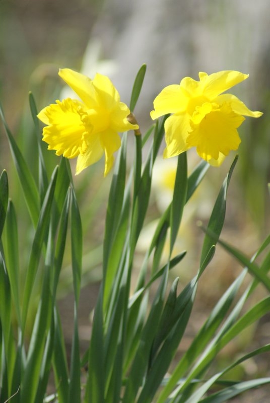 Der erste Frühling