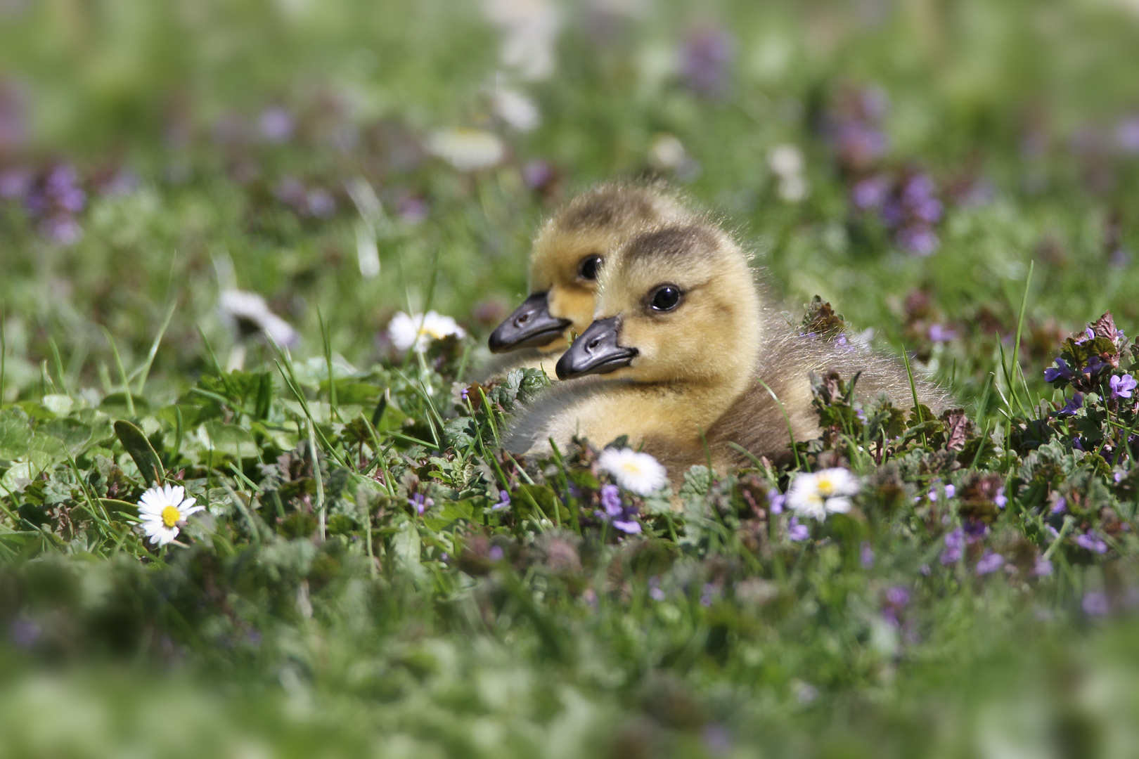 der erste Frühling