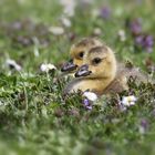 der erste Frühling