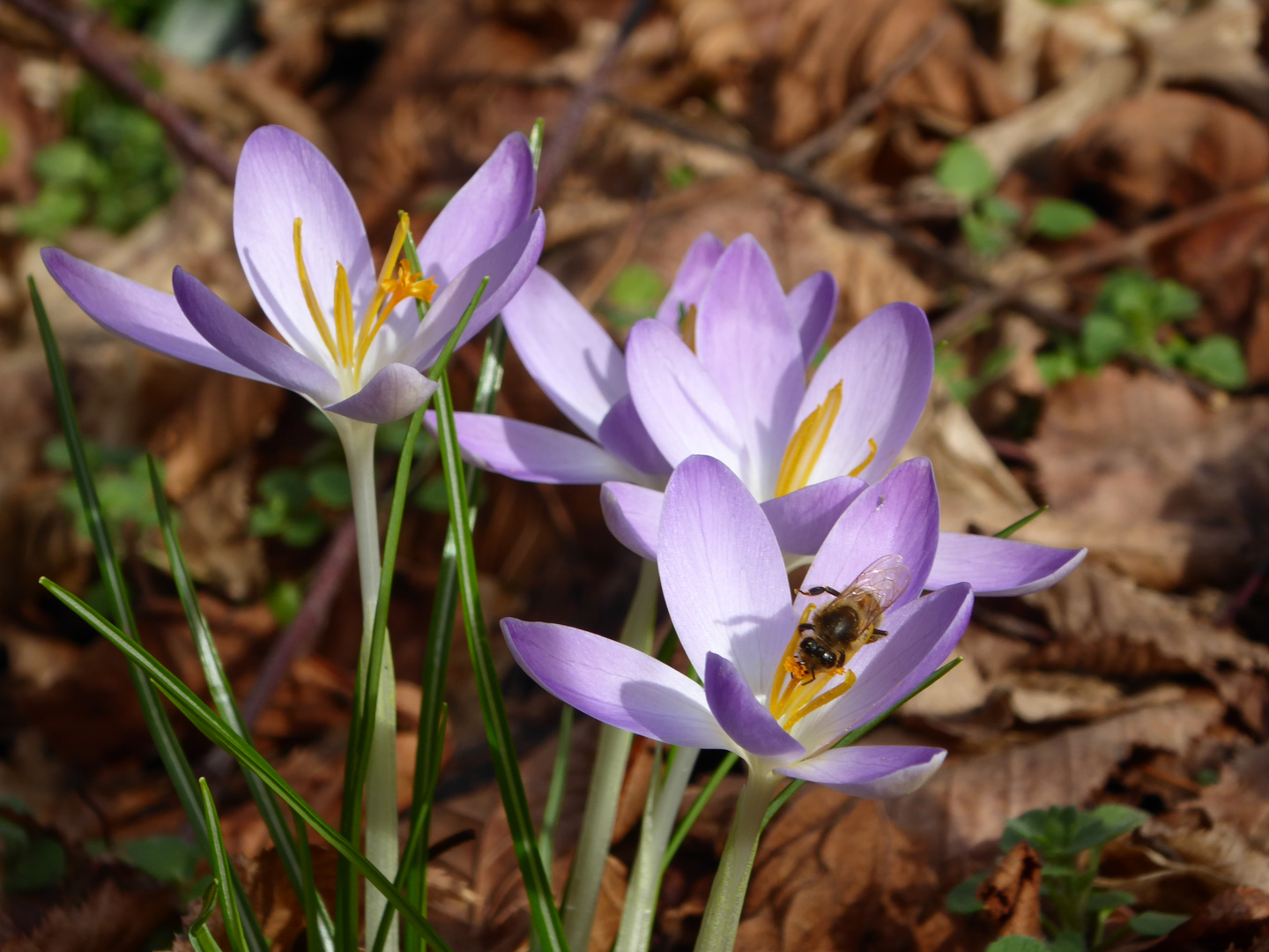 Der erste Frühlingsbote 6.2.16