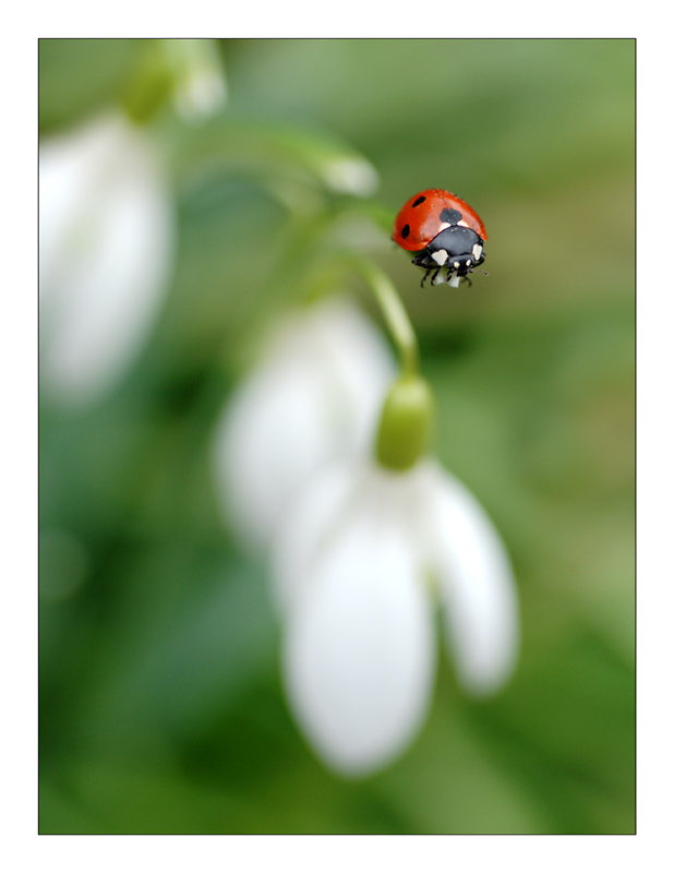 Der erste Frühlingsspaziergang