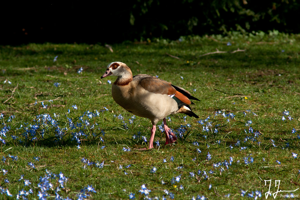 Der erste Frühlingsspaziergang für Herrn Nilgans