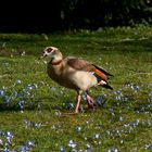 Der erste Frühlingsspaziergang für Herrn Nilgans