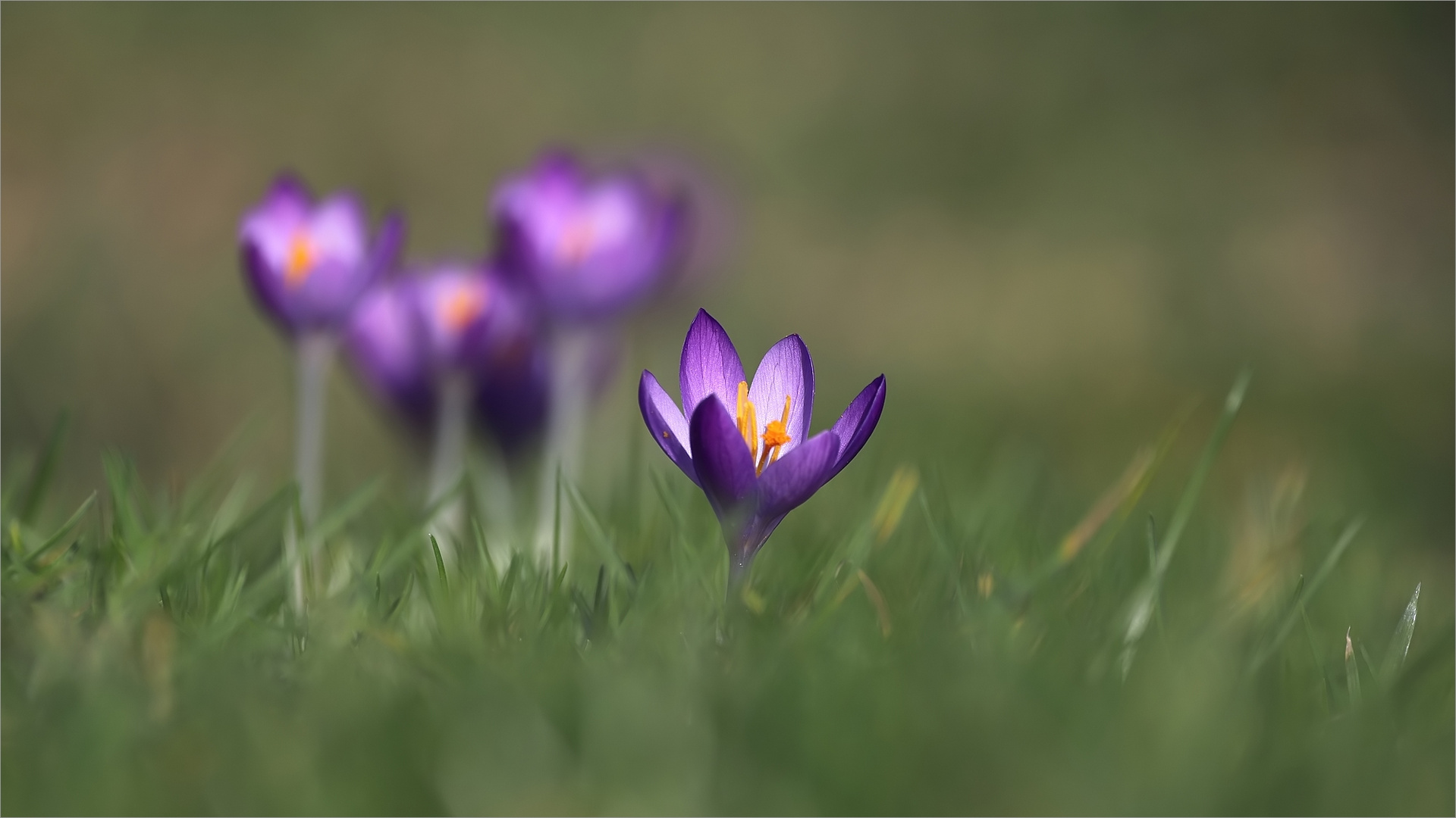 Der erste Frühlingstag