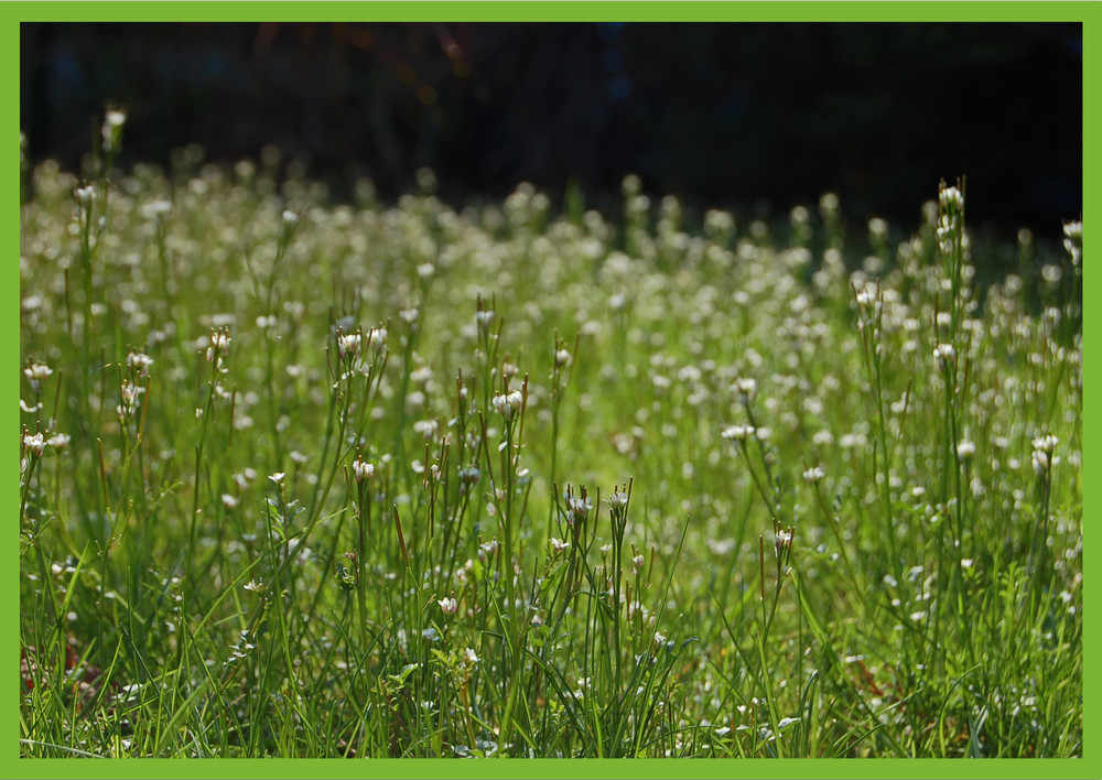 Der erste Frühlingstag in unserem Garten