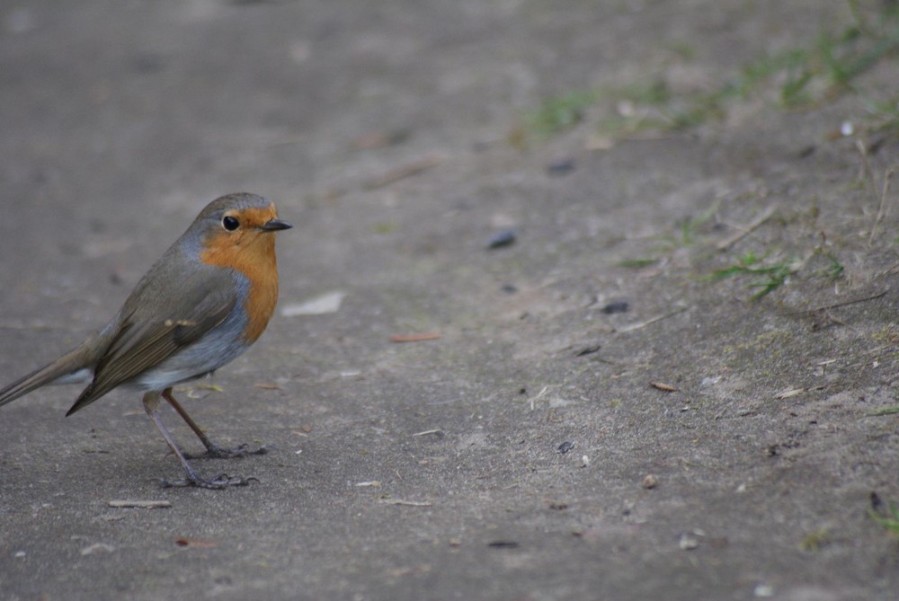 der erste Frühlingsvogel